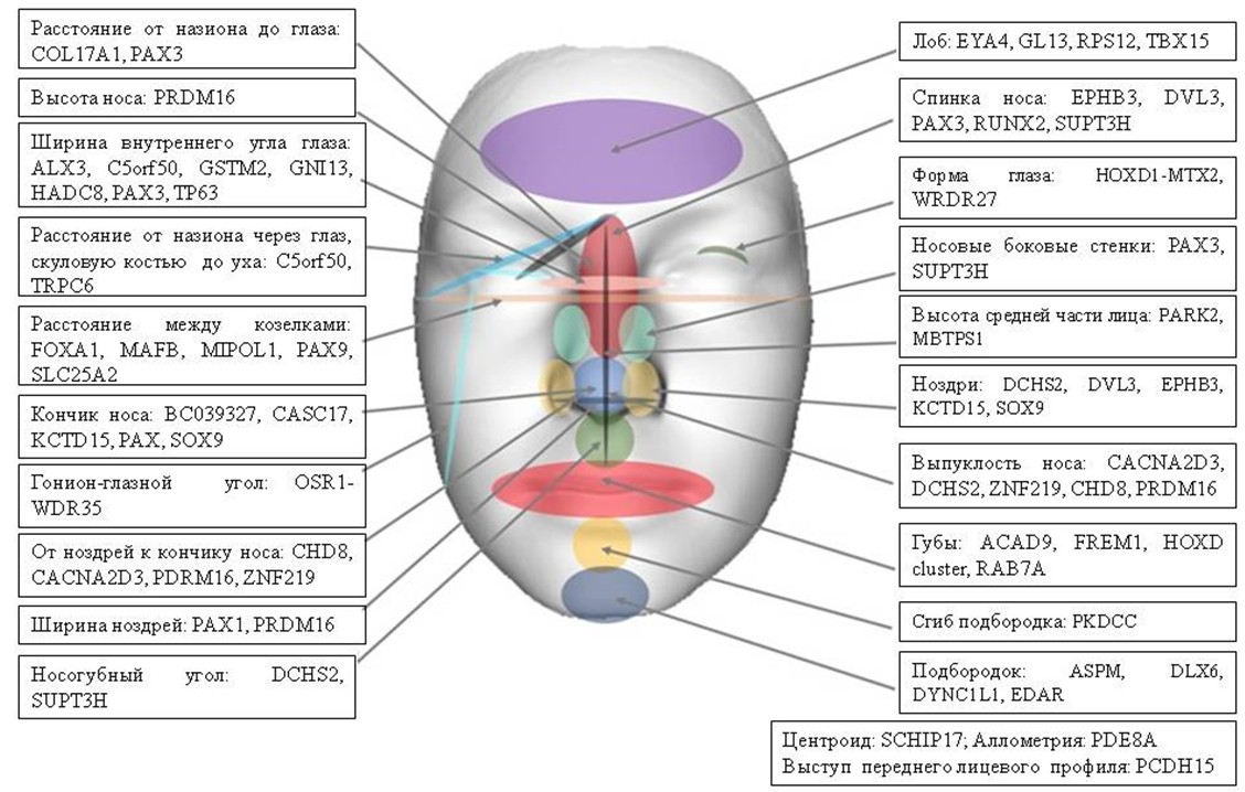 Генетическая ассоциация со структурами лица человека 