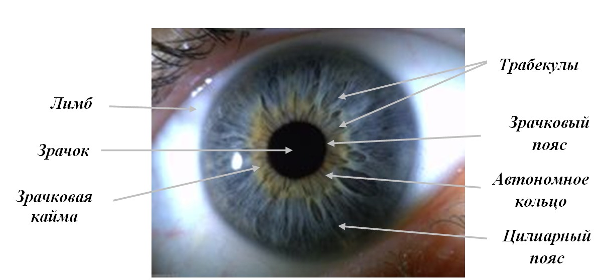 Основные элементы радужной оболочки глаза